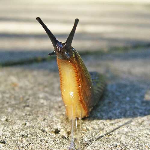 10-surprising-slug-facts-90299041-684963464c167