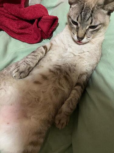 IMG-20250328-WA0032(1)