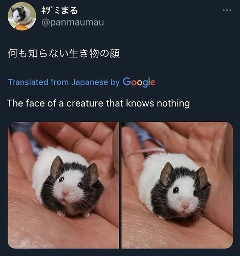 009afad8f20d583b9d06ceeca6de8dab