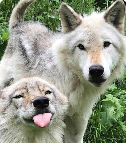 tumblr_5e6be096c31d5775bb2f6921c6550f99_9e97676c_640